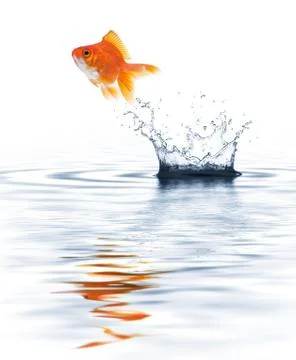 Goldfish jumping Stock Photos
