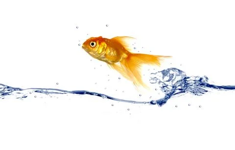 Goldfish jumping Stock Photos