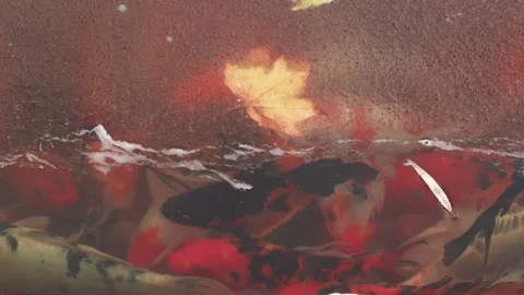 Goldfish koi swim under a layer of ice in the pond Stock Footage 261805926