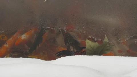 Goldfish koi swim under a layer of ice in the pond Stock Footage 261806089