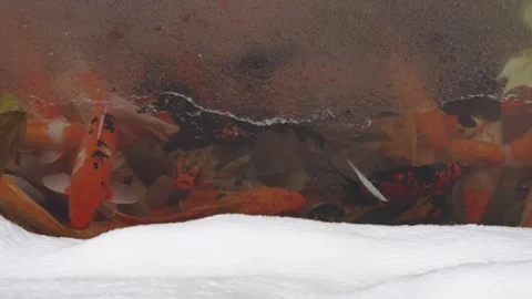 Goldfish koi swim under a layer of ice in the pond Stock Footage 261806505
