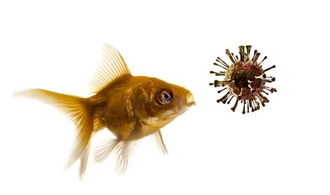 Goldfish looking at virus Stock Photos