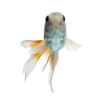 Goldfish Low Angle Foto stock