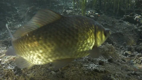 Goldfish in macro shot swimming on sandy bottom of the pond covered by plants Stock Footage 227338932