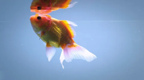 Goldfish Macro Slow Motion - 160fps Stock Footage 33422907