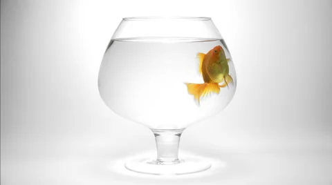 Goldfish making a bubble in an aquarium, slow motion Video stock 54673359