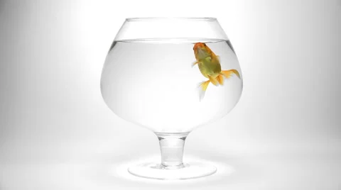 Goldfish making a bubble in an aquarium, slow motion Stock Footage 54675598