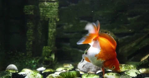 Goldfish in old aquarium water swimming feeding Stock Footage