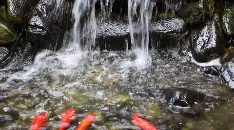 Goldfish Pan To Waterfall Stock Footage 41264471