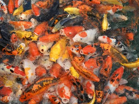 Goldfish Philippines Stock Photos
