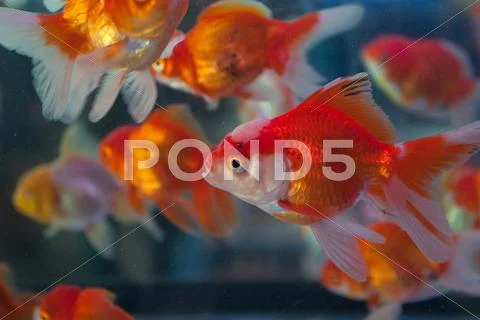 Goldfish Stock Photos