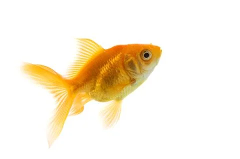 Goldfish Foto stock