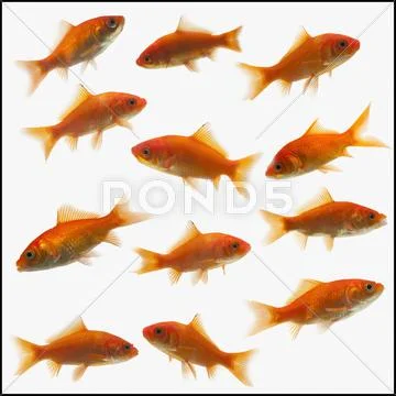 Goldfish Stock Photos