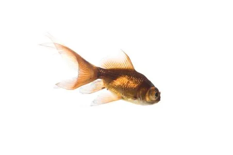 Goldfish Stock Photos