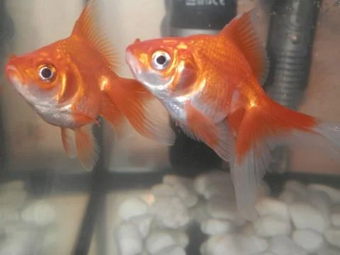 Goldfish 스톡 사진