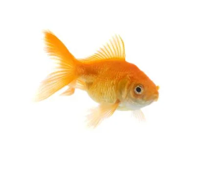 Goldfish Foto stock