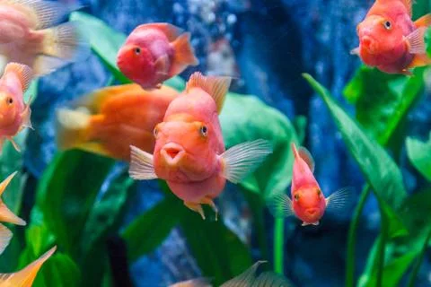 Goldfish Stock Photos