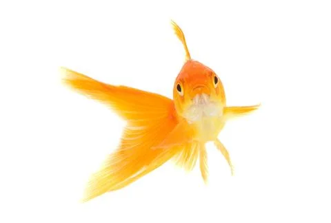 Goldfish Stock Photos
