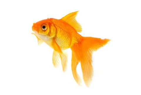 Goldfish Stock Photos