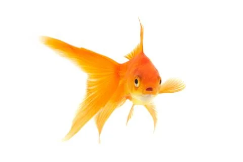 Goldfish Foto stock