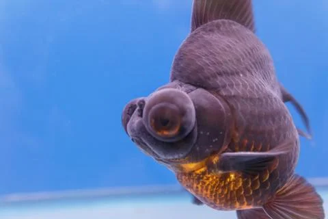 Goldfish Stock Photos