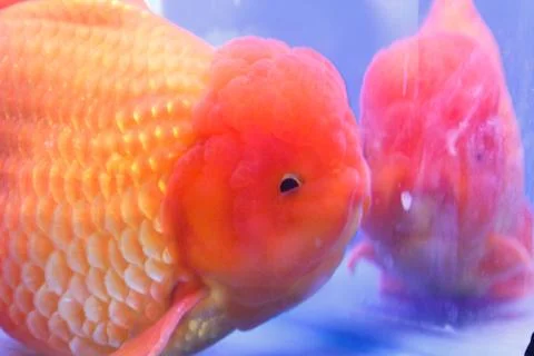 Goldfish Foto stock