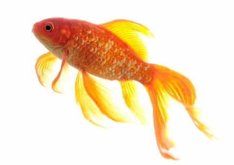 Goldfish Stock Photos