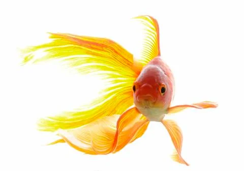 Goldfish Stock Photos