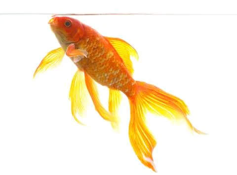 Goldfish Stock-Fotos