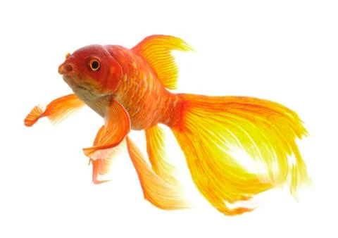 Goldfish Stock Photos
