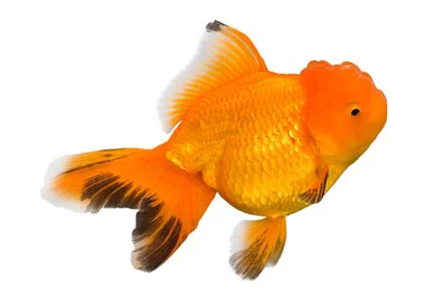 Goldfish Stock Photos