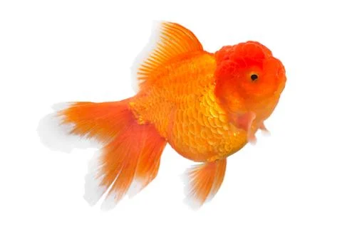 Goldfish Stock Photos