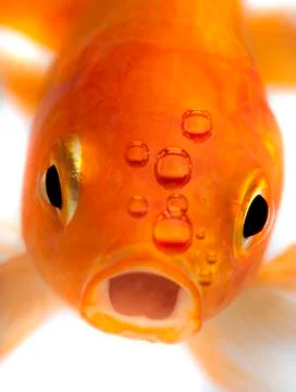 Goldfish Stock Photos