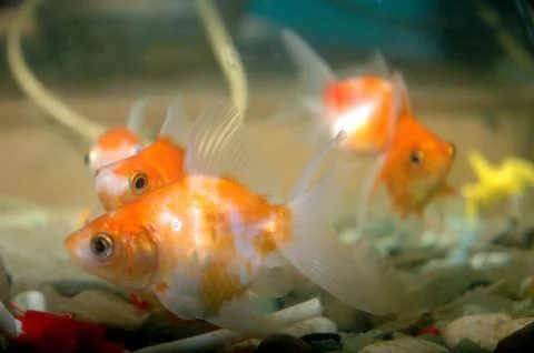 Goldfish Stock Photos