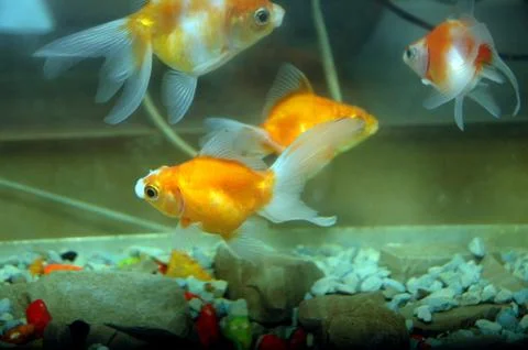 Goldfish Stock Photos