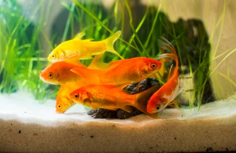Goldfish 写真素材