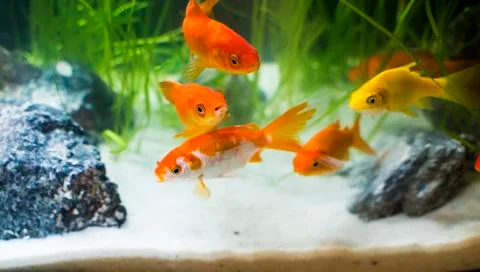 Goldfish Foto stock