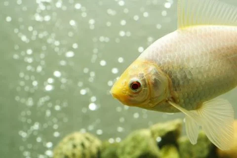 Goldfish Foto stock