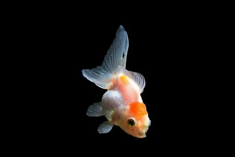 Goldfish Stock Photos