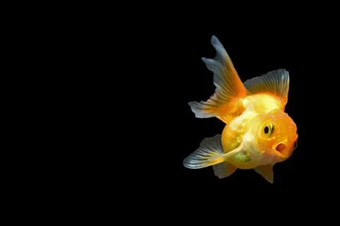 Goldfish Stock Photos