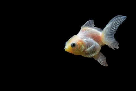 Goldfish Stock Photos