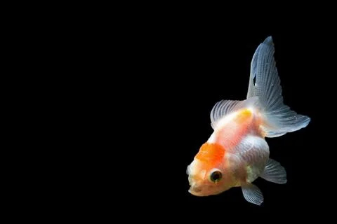 Goldfish Stock Photos