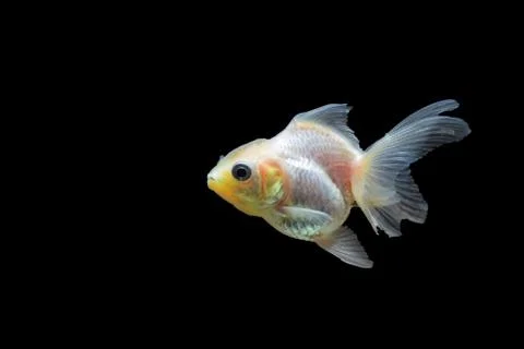 Goldfish Stock Photos