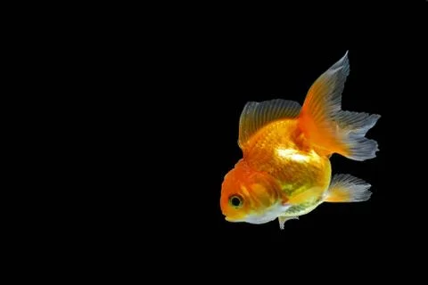 Goldfish Stock Photos