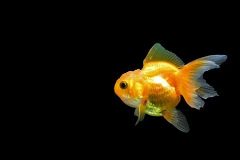 Goldfish Stock Photos
