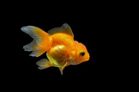 Goldfish Stock Photos