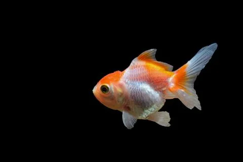 Goldfish Stock Photos
