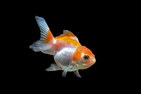 Goldfish Stock Photos