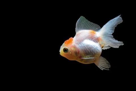 Goldfish Stock Photos