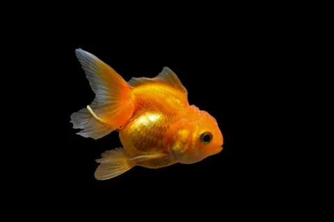 Goldfish Stock Photos